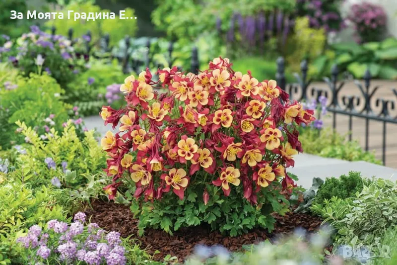 Аквилегия , снимка 1