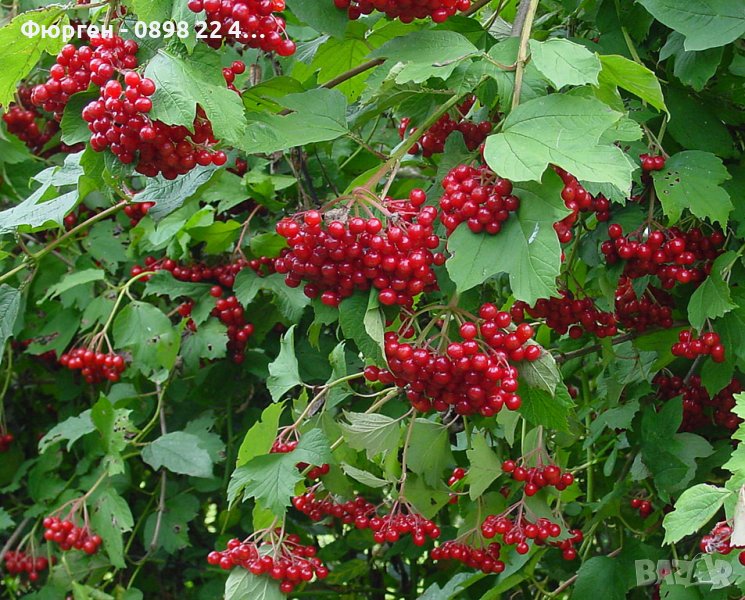 калина - червена  и жълта (viburnum opulus)  , снимка 1