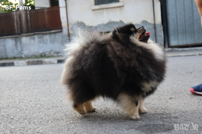 Уникално момиченце померан с родословие FCI, снимка 1