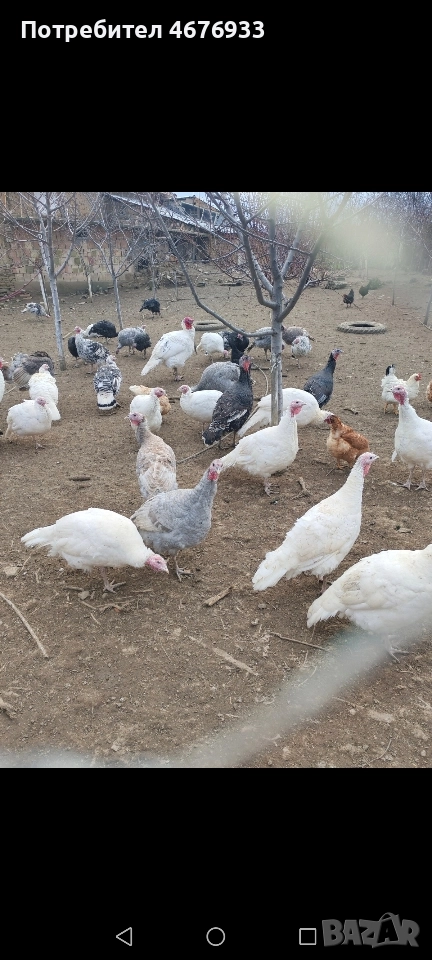 оплодени яйца и пуйки, снимка 1