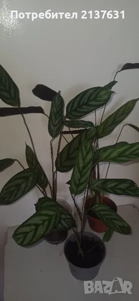 КАЛАТЕЯ - НЕ ОБИЧА СЛЪНЦЕ , снимка 1