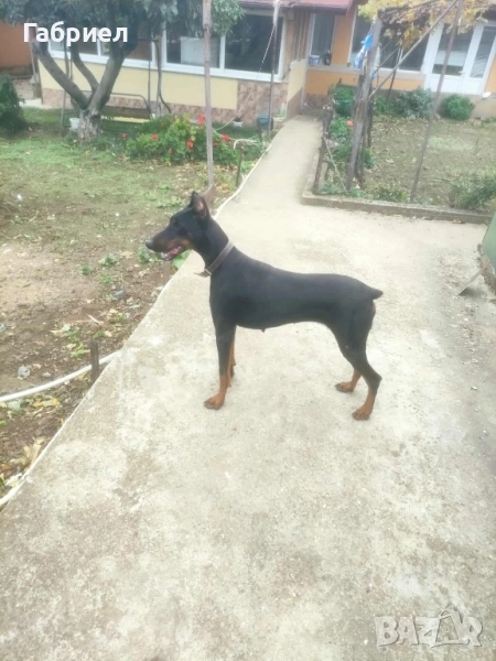 Куче доберман, снимка 1