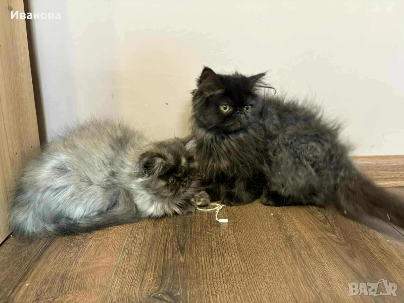 Персийско коте, снимка 1