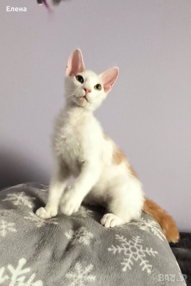 Браш къдравокос момче с родословие, снимка 1