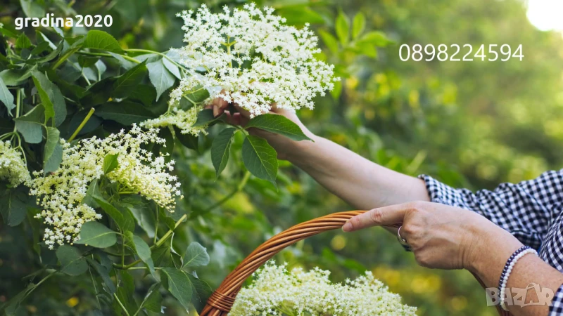  Бъз - Бял   Разсад , снимка 1