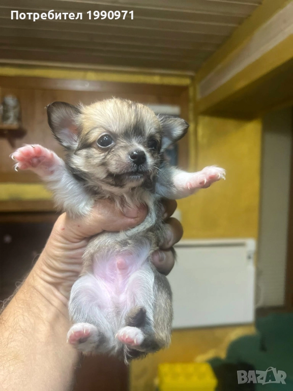 Мини чихуахуа момче и 3 негови братчета - чистокръчни , снимка 1