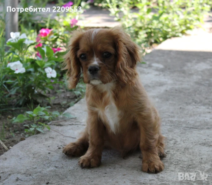 Кавалер Кинг Чарлз Шпаньол, снимка 1