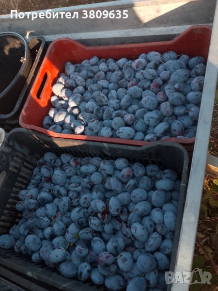 Сини сливи стенлей за ракия , снимка 1