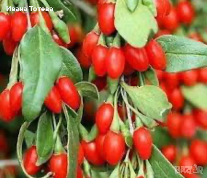 Годжи бери разсад- гол корен, снимка 1