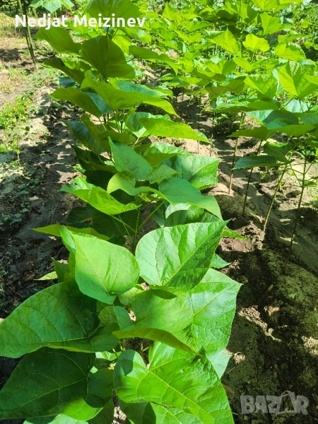 Каталпа НАНА фиданки, снимка 1