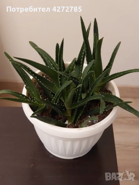Алое вера, снимка 1