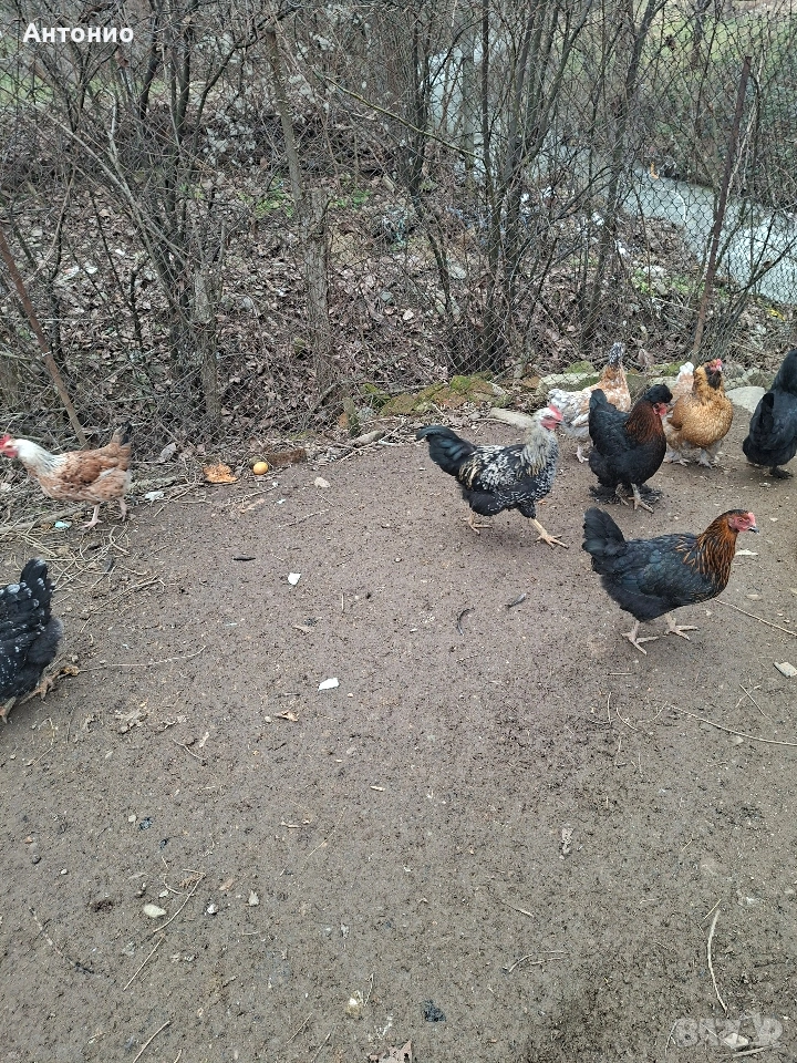 Селски кокошки и петлета , снимка 1