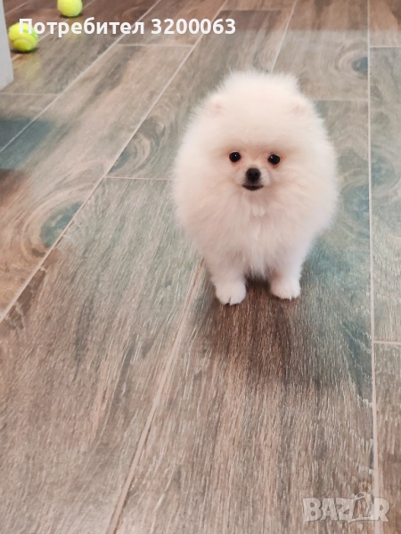 Померан мини мъжки, снимка 1
