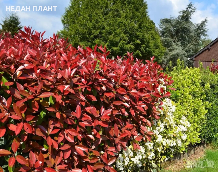 Фотиния (Ред Робин, Компакта, Литл), снимка 1