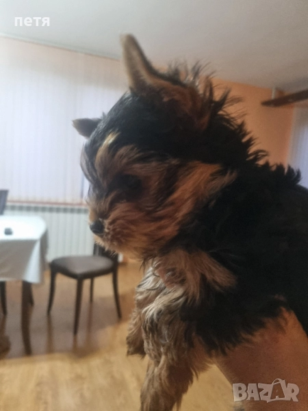 йоркширски териер , снимка 1