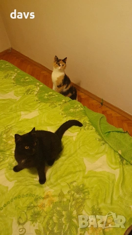 Приемен / постоянен Дом за Черна принцеса, снимка 14 - Други - 53331492