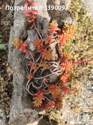 Сукуленти  / Алпийска роза / Дебелец, снимка 2 - Градински цветя и растения - 36791124