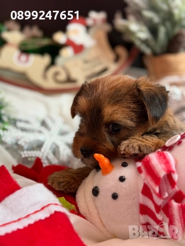 Мини Голдън йорки , снимка 4 - Йоркширски териер - 52857820