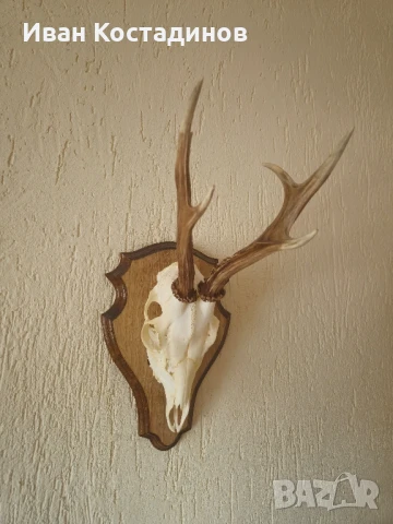 Ловен трофей от Сръндак