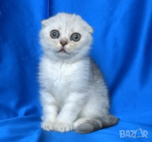 Клепоухо късокосместо - с зелени очи, снимка 2 - Британска късокосместа - 52373949