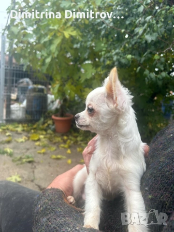 Мъжко мини чихуахуа, снимка 2 - Чихуахуа - 52417903