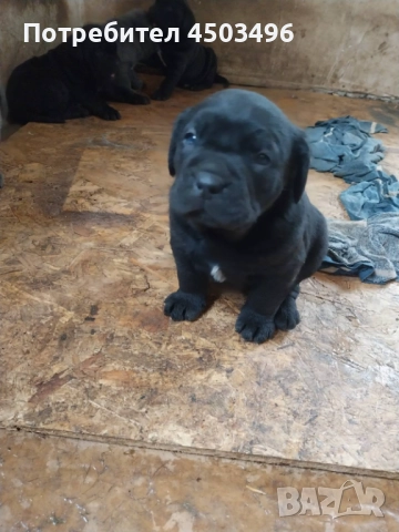 Чисто кръвни.Две женски и три мъжки.