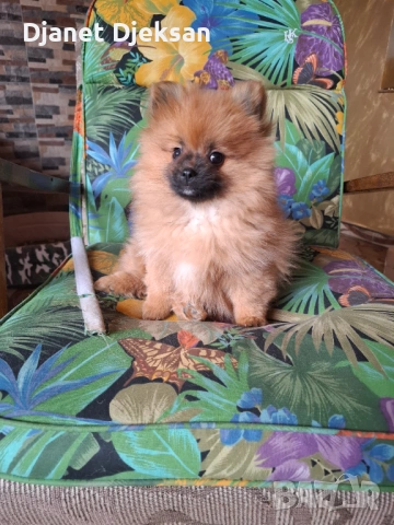 Продавам померанче