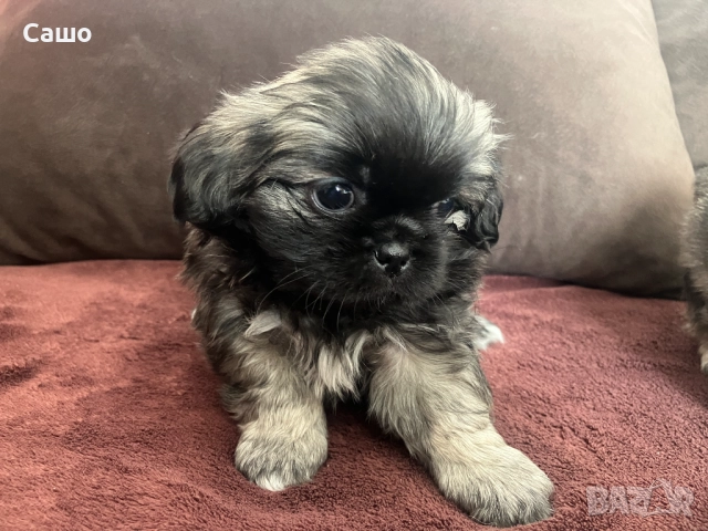 Малки Пекинези, снимка 6 - Пекинез - 52920189