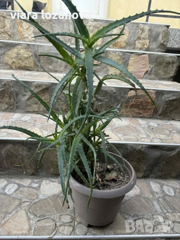 Различни цветя, снимка 12 - Стайни растения - 53278464