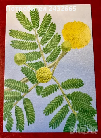 2336к. Нидерландия 2024 = “ Флора  от остров Бонер. “ , картички, снимка 3 - Филателия - 48315798