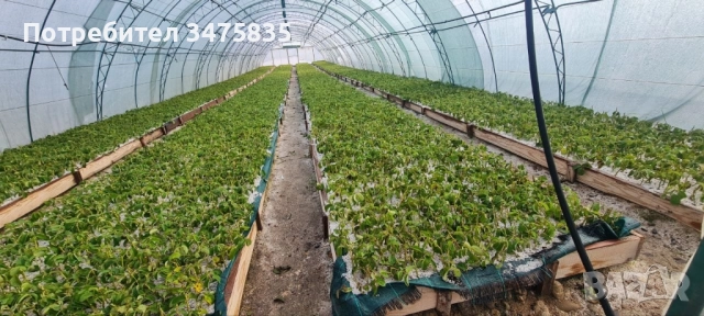 Расад маслодайна роза(Дамасцена,Сентифолиа,Алба), снимка 2 - Сортови семена и луковици - 52329100