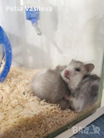 Продавам хамстерче, снимка 6 - Хамстери - 53598760