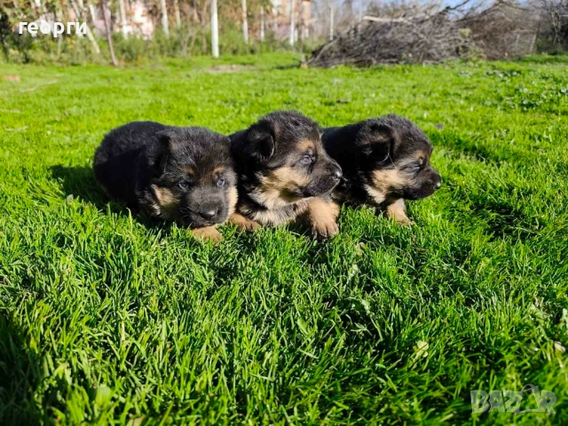 Малки Немски Овчарки, снимка 5 - Немска овчарка - 52824581