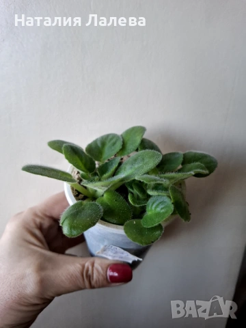 Мини сентполия, Mac's Toreador Trophy, снимка 3 - Стайни растения - 53138623