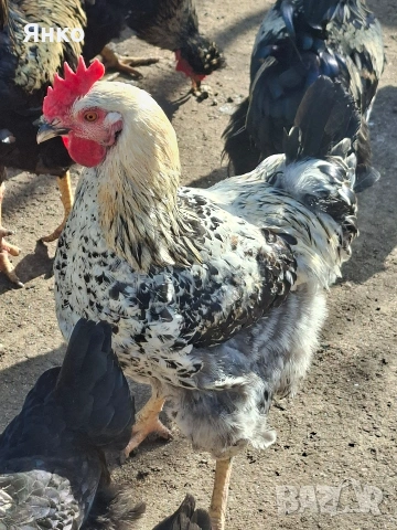 Домашни петли, снимка 12 - Кокошки и пуйки - 52912712