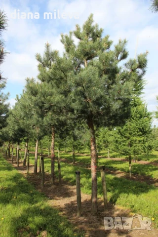 Бял бор, Pinus sylvestris, снимка 2 - Градински цветя и растения - 43936306