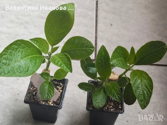 комплект 4бр ангелски тромпет , снимка 14 - Разсади - 52380470