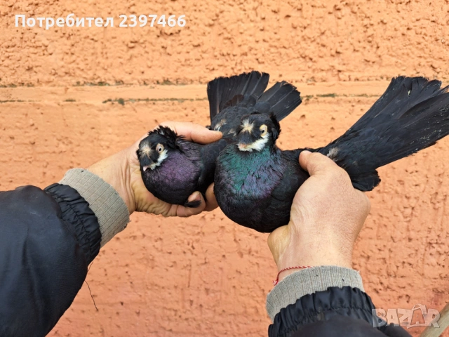 Чифт чапари