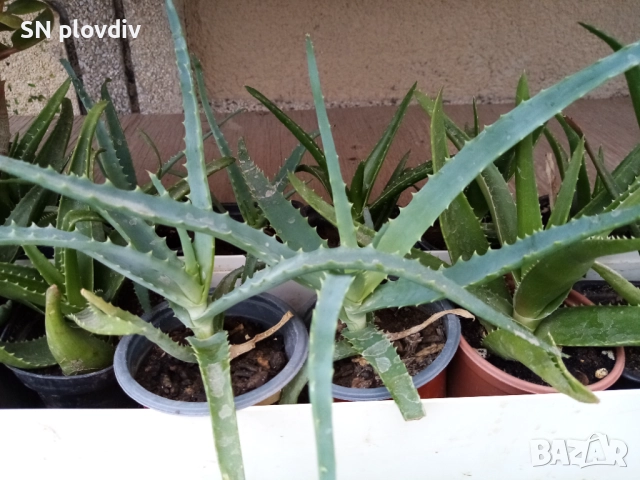 Алое арборесценс и алое ферокс 