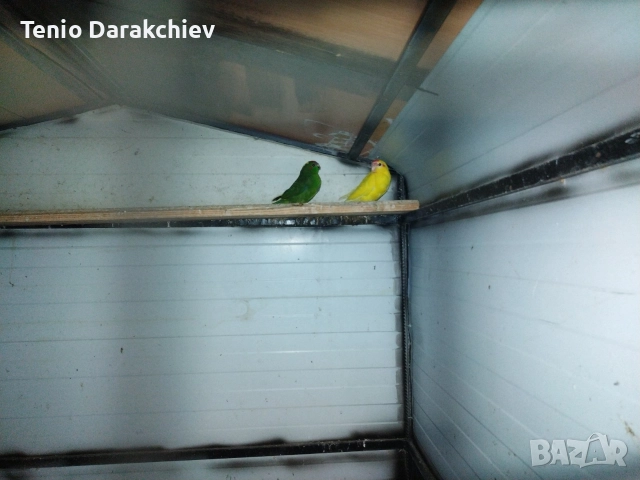 свобадни, снимка 6 - Папагали - 52853845