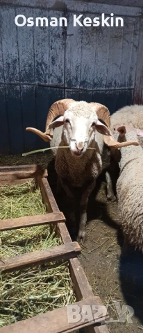 Продавам коч , снимка 1