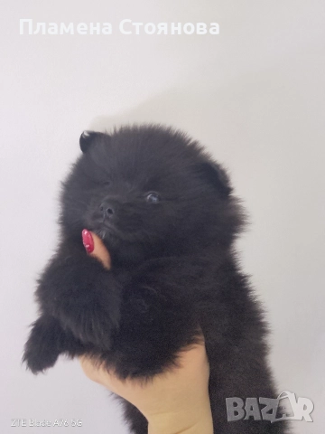 Продавам малки померани , снимка 4 - Померан - 52697875