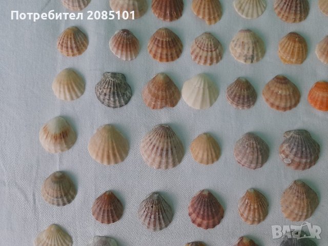 Морски миди перлички, снимка 6 - Декорация за дома - 43957419