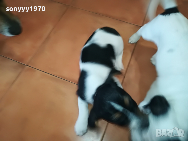 джакове сладури-350лв за бр 2504222023, снимка 4 - Джак ръсел териер - 36560510