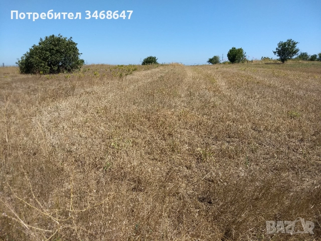 Земеделска земя, лозе, м-т Шабленските лозя, снимка 4 - Земеделска земя - 51701313