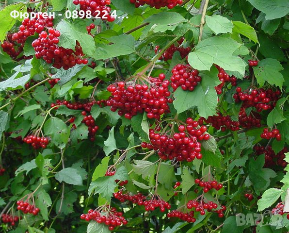 калина - червена  и жълта (viburnum opulus)  