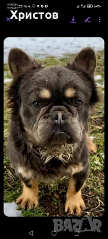 Френски булдог бебета ( Флуфи кариар и вижуал Флуфи), снимка 7 - Френски булдог - 49403264