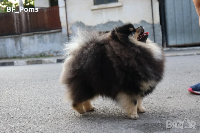 Уникално момиченце померан с родословие FCI