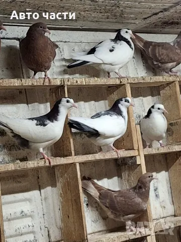 пазарджишки гълаби на хвърче не, снимка 18 - Гълъби - 48931182