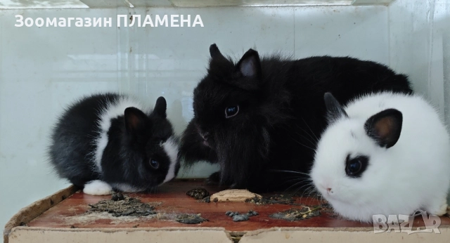 Мини зайчета 